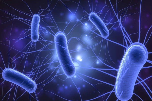 what-is-escherichia-coli what-is-escherichia-coli